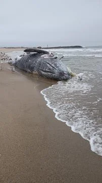 Dead Whale On Sandy Beach Foto stock