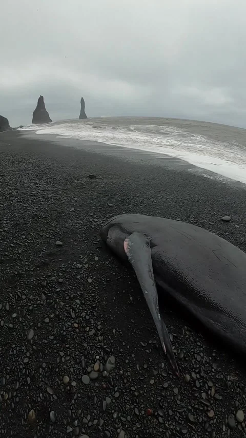 Dead whale stranded on the beach of Vik in Iceland Stock Footage 272167801