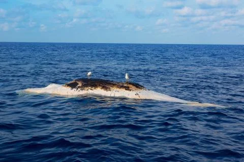 Dead whale upside down floating in ocean sea Foto stock