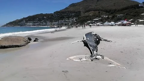Dead Whale Washes Ashore on Clifton Beach, Cape Town, South Africa Vídeo Stock 340227578