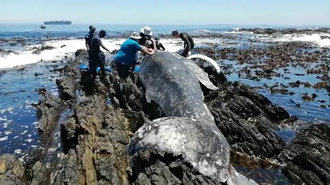 Dead Whale Washes Ashore at Sea Point, Cape Town, South Africa Stock Footage 340227580