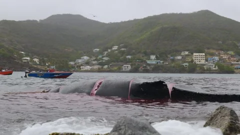 Dead whale from whaling Stock Footage 254375293