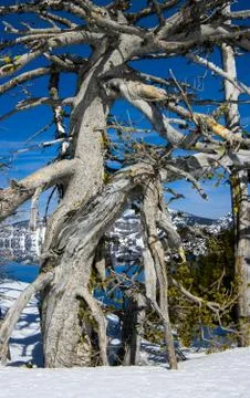 Dead White Bark Pine (Pinus albicaulis). Crater Lake National Park, Oregon Stock Photos