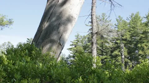 A Dead White Hollowed Tree Stock Footage