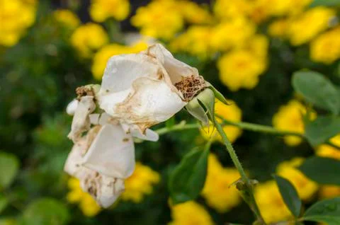 Dead white rose on a green/yellow background Stock Photos