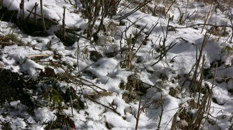 Dead wild boar Stock Footage 351391