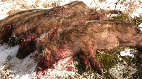 Dead wild boar Video stock 351873