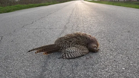Dead wild pheasant bird at road Stock Footage 128165936