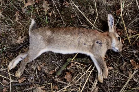 Dead wild rabbit Stock Photos