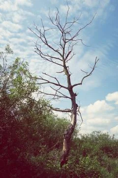 Dead willow tree at havel river. Stock Photos