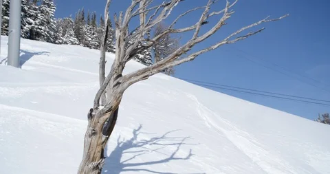 Dead wind swept tree at ski area on powder day Stock Footage 95370625
