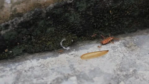 Dead wingless termites carried by a group of ants Stock Footage 291754149