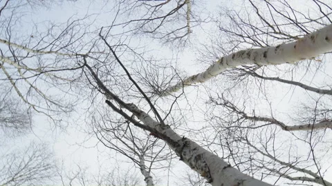 Dead winter birch trees top canopy in cloudy withe sky looking up with rotation Stock Footage 255457088