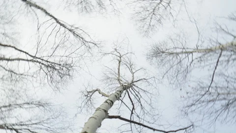 Dead winter birch trees top canopy in cloudy withe sky looking up with rotation Видео 255457090