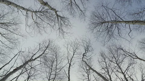 Dead winter birch trees top canopy in cloudy withe sky looking up Stockbeeldmateriaal 255467904