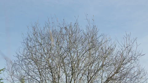 Dead winter tree top in blue sky Stock Footage 255469166