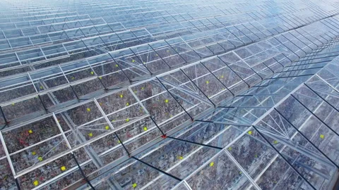 Dead withered plants in close up panorama aerial fly over industrial greenhouses Stock Footage 138905933