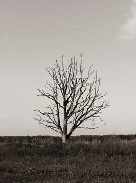 Dead withered tree in the field Stock Photos