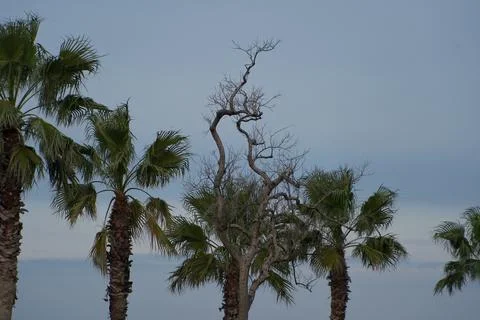 Dead withered tree standing among lush green palm trees under cloudy sky. Stock Photos