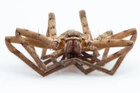 Dead Wolf Spider on a white background Stock Photos