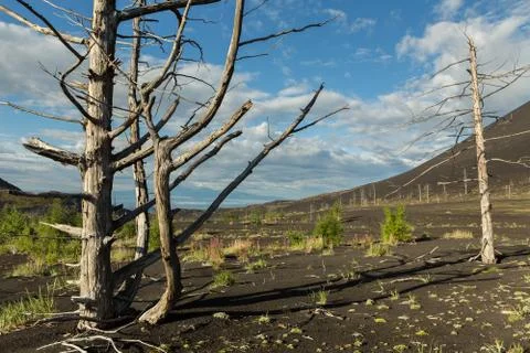 Dead wood - a consequence of a catastrophic release of ash during the eruption 스톡 사진