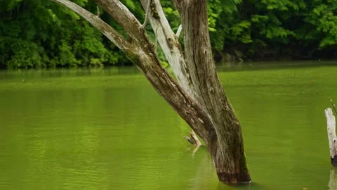 Dead Wood in a Lake Stock Footage 244367435