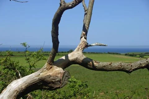 Dead wood on oak tree Stock Photos