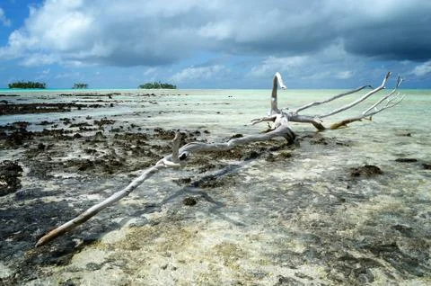 Dead wood Stock Photos