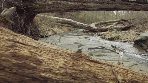 Dead wood in stream Stock Footage 71891368