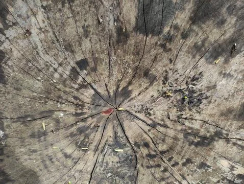 Dead wood texture suitable for wallpaper Stock Photos