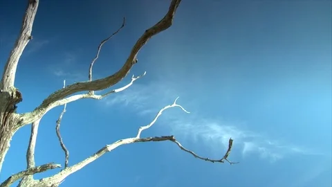 Dead wood tree branches and blue sky. Low angle B Stock Footage 106879869