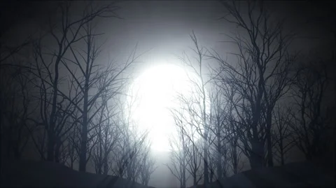 Dead Woods Stock Footage