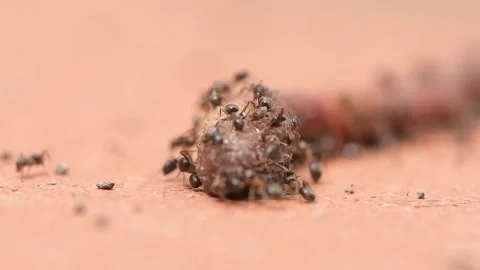 The dead worm is eaten by ants, predators in nature, selective focus. Video stock 246013896