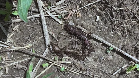 Dead worm, many ants sit on the worm and eat it. Video stock 196275670