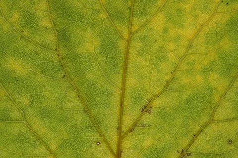 Dead yellow  and green leaf texture Stock Photos
