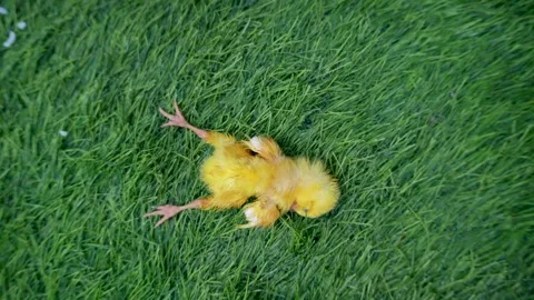 A dead yellow chick lay on the grass. Vídeo Stock 335777027