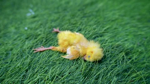 A dead yellow chick lay on the grass. Stock Footage 335777029