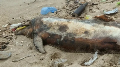 Dead young dolphin is washed up on the shore surrounded by plastic bottles, bags Stock Footage