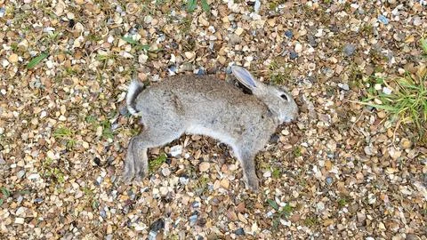 DEAD YOUNG HARE . DEAD YOUNG HARE Stock Photos