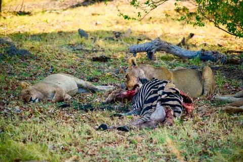 Dead Zebra Stock Photos