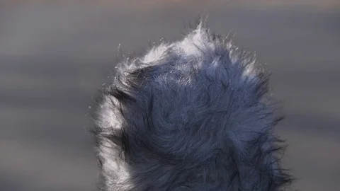 Deadcat windshield muff mic cover in the wind Stock Footage 85168109