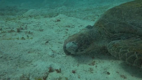 Dead/dying Turtle covered in tumours Video stock 70706444