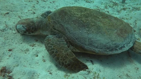 Dead/dying turtle covered in tumours Video stock 71231752