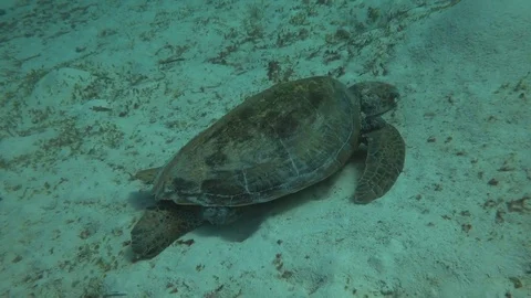 Dead/dying turtle covered in tumours Video stock 71231942