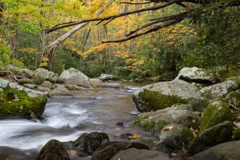 Deadfall canopy over rushing mountain water in a golden autumn landscape Stock Photos