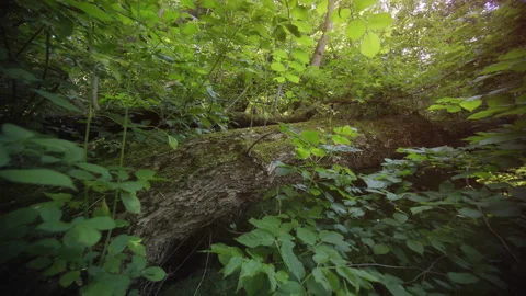 Deadfall log on forest in this Russian wilderness area Stock Footage 135852962
