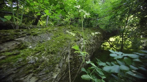 Deadfall Log in a Russian Forest Wilderness Stockbeeldmateriaal 129589169
