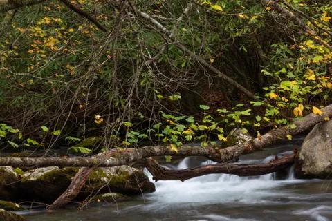 Deadfall trees over moss covered rocks and rushing mountain stream in autumn Stock Photos