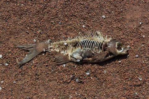 DeadFish on land Stock-Fotos