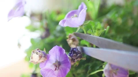 Deadheading bellflower plant Video stock 78167297